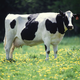 Illustration for article titled Cows Force Plane To Make An Emergency Landing